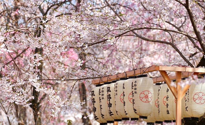 Hanami: cosa, dove e quando?